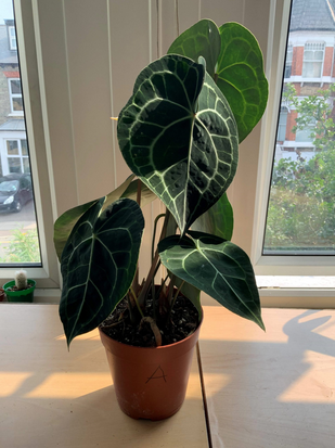 Remap Plant Sale
